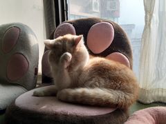 -猫猫幼稚园·撸猫·桌游·电玩