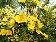 -大兴滨河森林公园