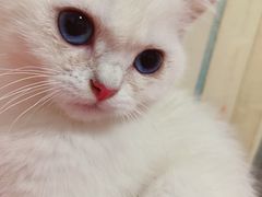 -联合动物医院(光谷诊疗中心)