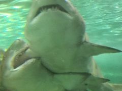 -悉尼海洋生物水族馆
