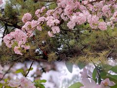 -海棠花溪(元大都城垣遗址公园)