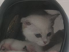 -关爱宠物医院·猫科中心·消化科(滨湖万达分院)