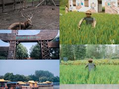 -溱湖国家湿地公园