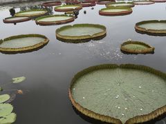 -白洋淀景区