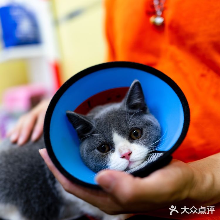 苏州探店｜24H 宠物医院🏥