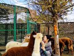 -太阳岛度假酒店