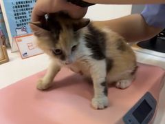 -御宝贝·A梦猫科宠物医院(国际猫友好医院)