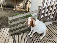 -乌村