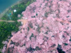 -奔驰利星行(北京花乡店)