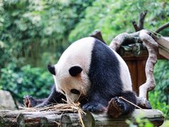 -广州长隆野生动物世界