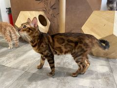 -楼上猫咖(罗湖店)