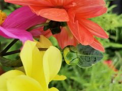 -北纬44度·金珠花海休闲农业旅游景区