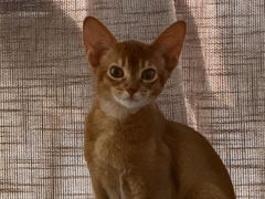 -小猫来了·猫咪专售(红山六九七九店)