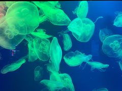 -成都浩海立方海洋公园