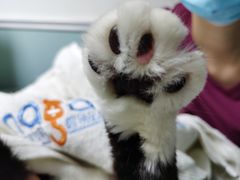 -纳吉亚猫专科动物医院·北北分院