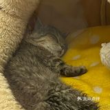 可爱系数max！