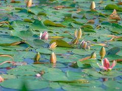 -白鹭湾湿地公园