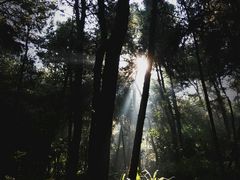 -铁山坪森林公园