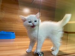 -猫十亿·布偶金渐层·曼基康矮脚猫舍(青年路店)