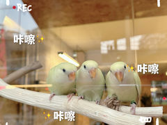 -吾叁·吉趣鸟咖(万科店)