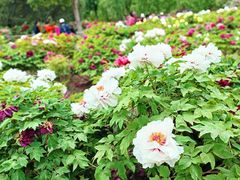 -莲花池公园