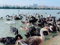 -艾溪湖湿地公园