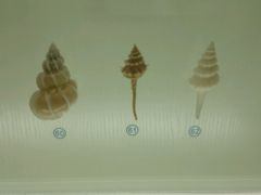 -青岛贝壳博物馆