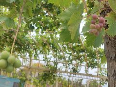 -北京张裕爱斐堡酒庄