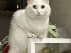 -瑞派先诺宠物医院•猫专科•普外科•中兽医(佛山院)