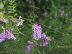 -樱桃山旅游景区