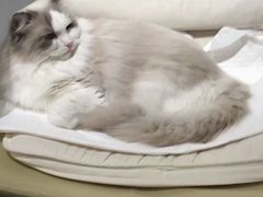 -有猫咖啡umeow coffee