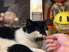 -樱の花亭日本料理店