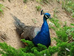 -西霞口神雕山野生动物世界