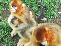 -西霞口神雕山野生动物世界