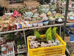 -桂林市花鸟市场