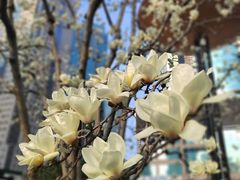 -陆家嘴中心绿地
