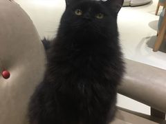 -藏猫猫咖啡主题馆(中央大道店)