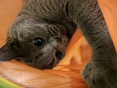 -仁华宠物医院(青羊店)