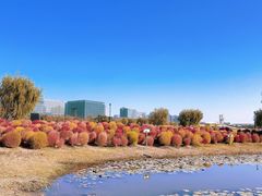 -春花秋色城市公园