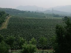 -北京张裕爱斐堡酒庄