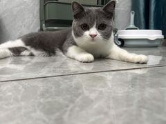 -lincat·猫舍(广州店)