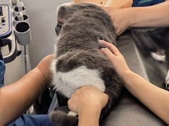 -伟伟宠物医院·CT影像中心·瑞派犬猫综合性门诊(汉口总院)