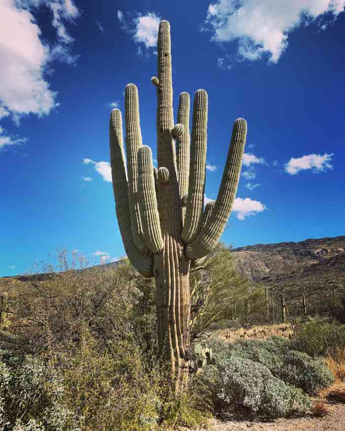 巨人柱国家公园-"i [爱心] tucson15 这个公."-大众点评移动版