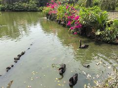 -海南热带野生动植物园