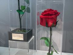 -ROSEONLY诺誓(广州K11店)