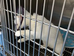 -创凡宠物医院·骨专科  猫科中心(西乡分院)