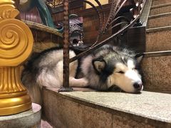 -more than meow吴止猫主题餐厅(承德 中船汇店)