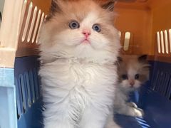 -lincat·猫舍(广州店)