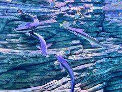 -欢乐海岸海洋奇梦馆