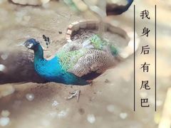 -呀路古热带植物园